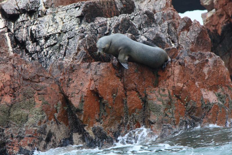 1178-Isole Ballestas,19 luglio 2013.JPG